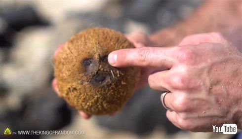  無人島に漂着してもあんしん！　ヤシの実を道具を使わずに割る方法