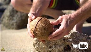  無人島に漂着してもあんしん！　ヤシの実を道具を使わずに割る方法