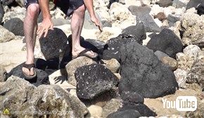  無人島に漂着してもあんしん！　ヤシの実を道具を使わずに割る方法