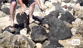  無人島に漂着してもあんしん！　ヤシの実を道具を使わずに割る方法