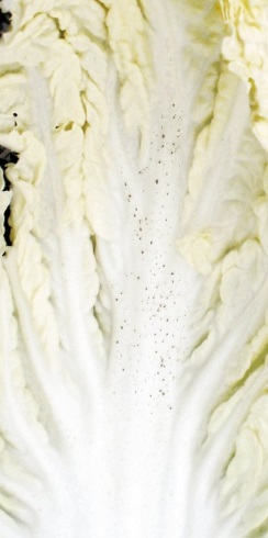 白菜 そばかす 斑点