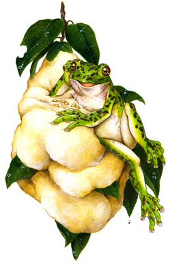 カエル図鑑 Croak! 世界の不思議なカエル 黒川宇吉 Twitter 書籍化