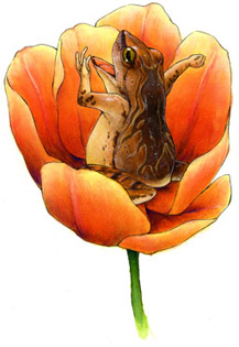 カエル図鑑 Croak! 世界の不思議なカエル 黒川宇吉 Twitter 書籍化