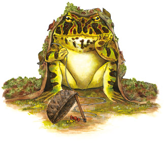 カエル図鑑 Croak! 世界の不思議なカエル 黒川宇吉 Twitter 書籍化