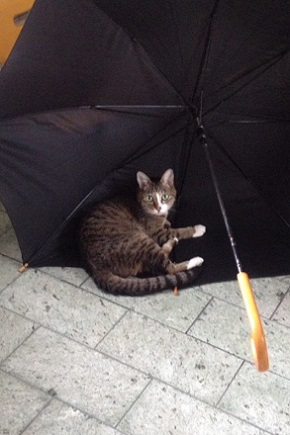 ねとらぼ生物部編集長