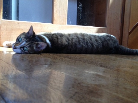 ねとらぼ生物部編集長