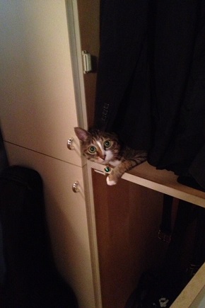 ねとらぼ生物部編集長