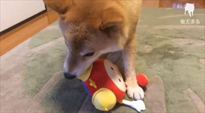 柴犬まるの毎日