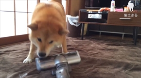 柴犬まるの毎日