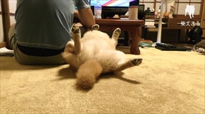 柴犬まるの毎日