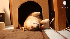 柴犬まるの毎日