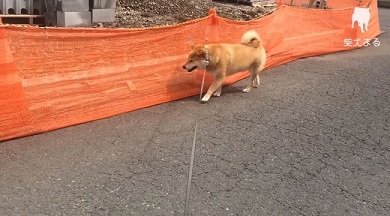 柴犬まるの毎日