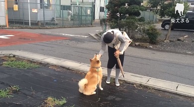 柴犬まるの毎日