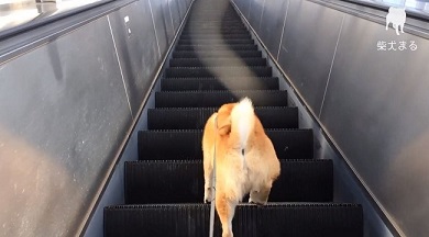 柴犬まるの毎日