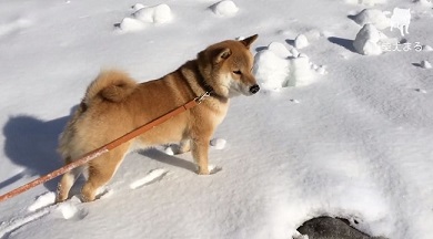 柴犬まるの毎日