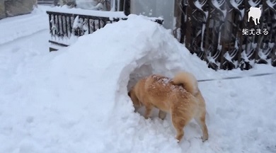 柴犬まるの毎日