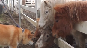 柴犬まるの毎日