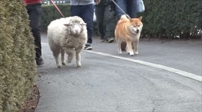 柴犬まるの毎日
