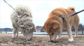 柴犬まるの毎日