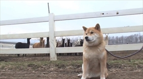 柴犬まるの毎日