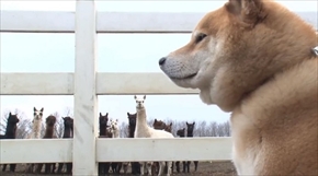 柴犬まるの毎日