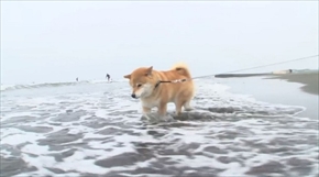 柴犬まるの毎日