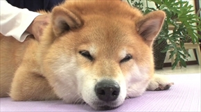 柴犬まるの毎日