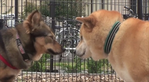 柴犬まるの毎日