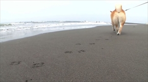 柴犬まるの毎日