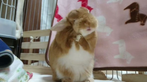 ティモテも披露