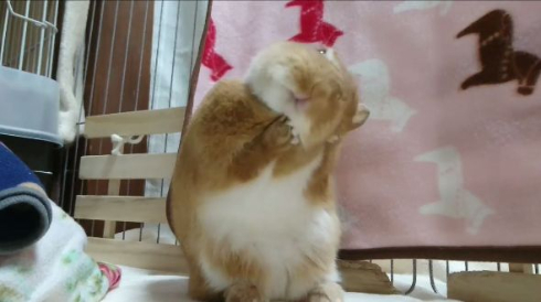 うさぎのグルーミング