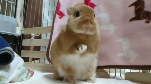 前足をこすり合わせるうさぎ