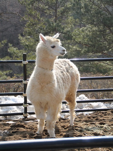 アルパカ