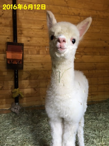 アルパカ