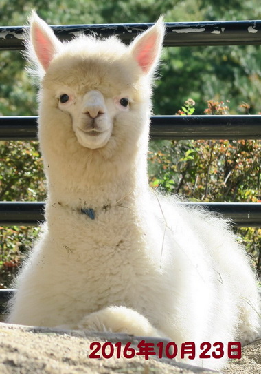 アルパカ