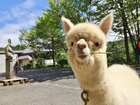 アルパカ