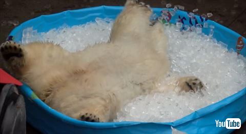 犬