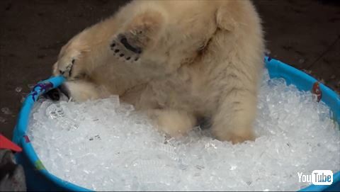 犬