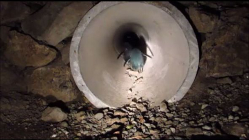 ペンギン用のトンネル