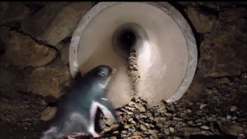 ニュージーランドのペンギントンネル