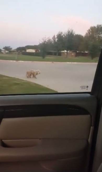 泥だらけでさまよっていた犬