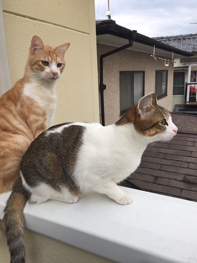 秋刀魚の匂いをかいだ猫