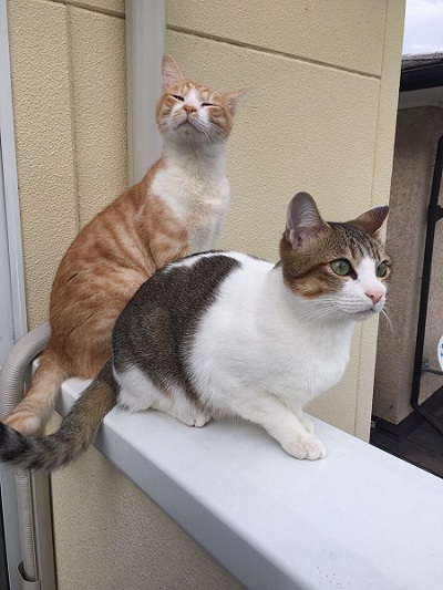 秋刀魚の匂いをかいだ猫