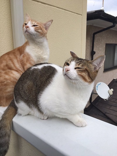 秋刀魚の匂いをかいだ猫