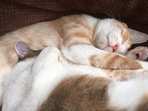 秋刀魚の匂いをかいだ猫