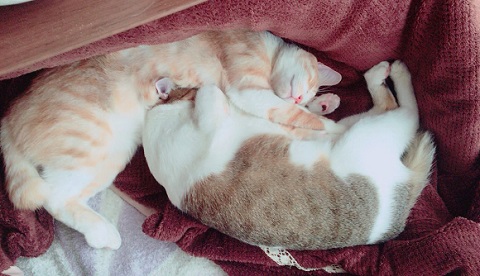 秋刀魚の匂いをかいだ猫