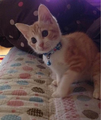 秋刀魚の匂いをかいだ猫