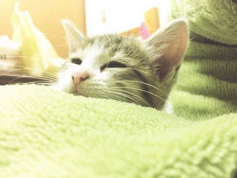 秋刀魚の匂いをかいだ猫