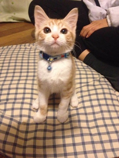 秋刀魚の匂いをかいだ猫