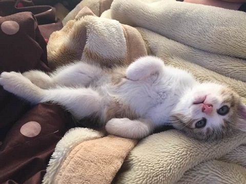 秋刀魚の匂いをかいだ猫